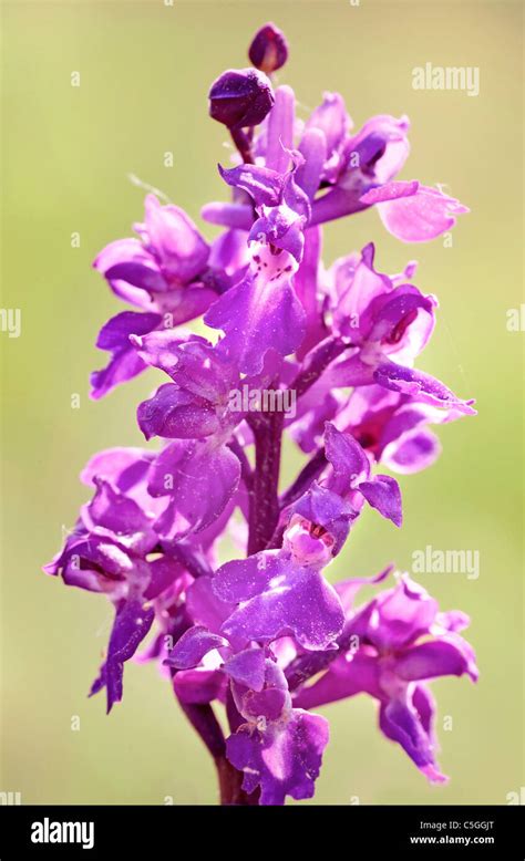 Early Purple Orchid Orchis Mascula Park Gate Down Uk Stock Photo Alamy