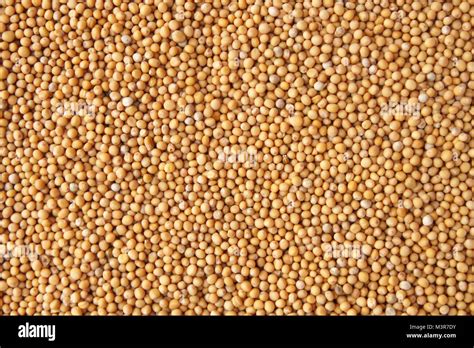 Mustard Seeds Background Stock Photo Alamy