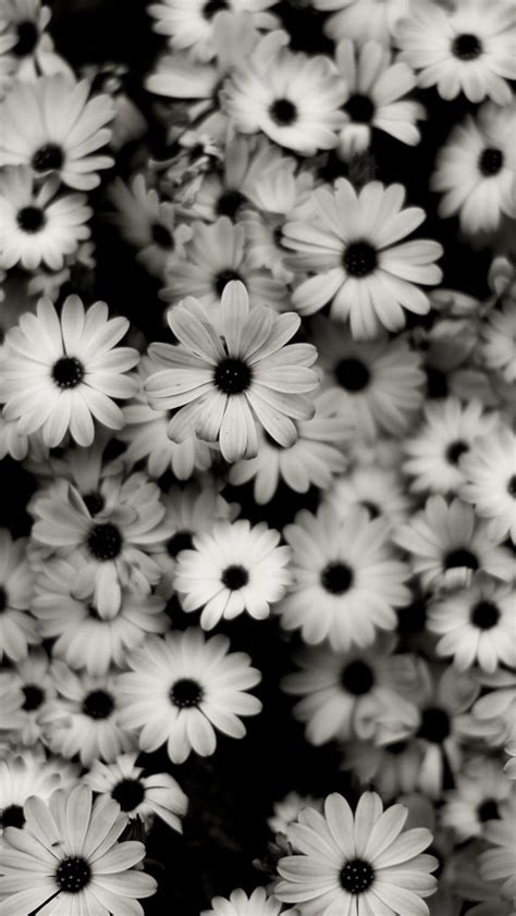 Black And White Flower Flower Wide Aesthetic Dark Hd Phone Wallpaper