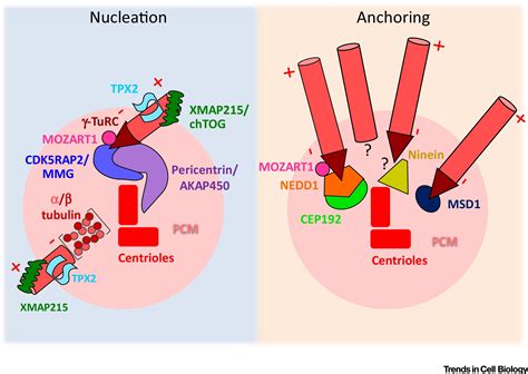 Coming Into Focus Mechanisms Of Microtubule Minus End Organization