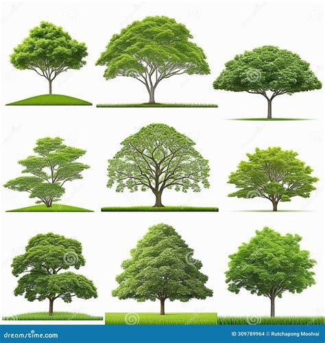 Set Of Trees Isolated On White Background Suitable For Use In