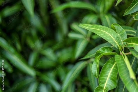 Green background of mango leaf. Stock Photo | Adobe Stock