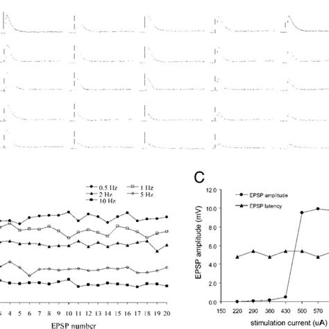 epsp amplitude  correlated  epsp latency type   ii epsp