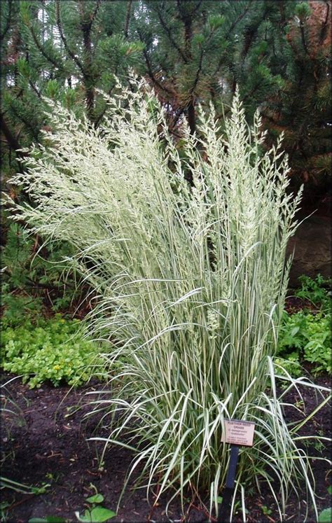 Calamagrostis Stauden G Nge Ihr Pflanzen Online Shop