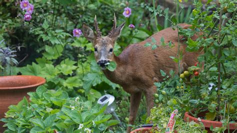 Deer Resistant Annuals Ohio Home Alqu