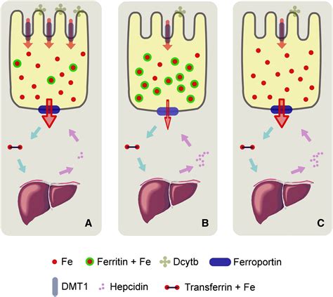 Intestinal Ferritin H Is Required For An Accurate Control Of Iron Absorption Cell Metabolism