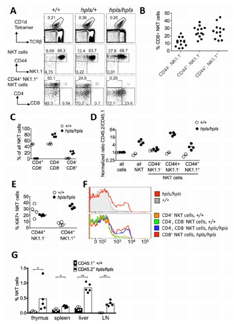 Divergent Nkt Cell Development In The Thymus Of Zbtb B Mutant Mice A