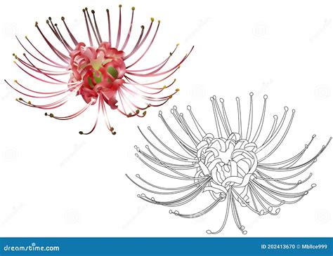 Hand Drawn Spider Lily Line And 3d Silhouette Isolated On White Stock