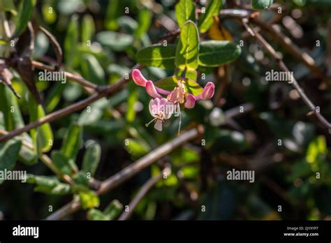 Lonicera Implexa The Evergreen Honeysuckle Stock Photo Alamy