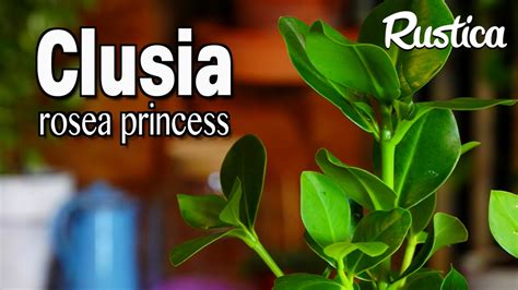 Comment Cultiver Le Clusia Rosea Pincess