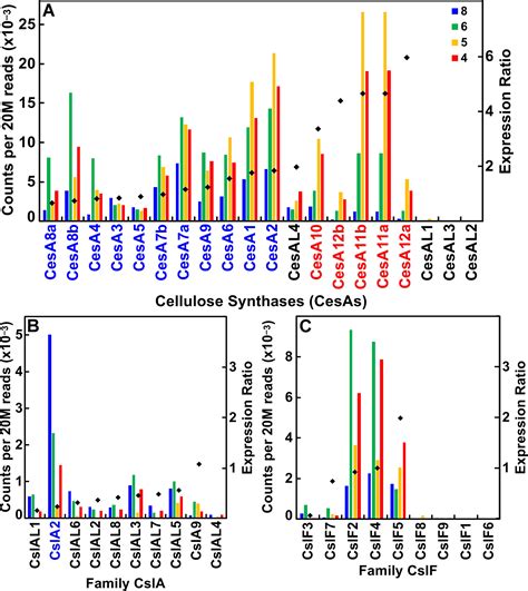 Frontiers Evolution Of The Cell Wall Gene Families Of Grasses