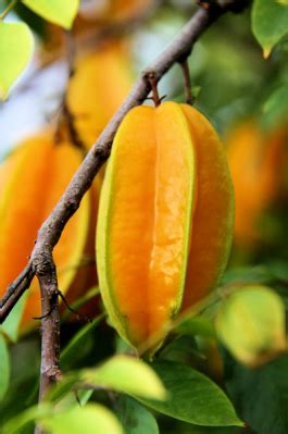 Muda De Carambola Asplantas Online