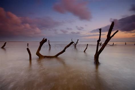 Mangrove Trees on the Beach at Sunset or Sunrise. Stock Photo - Image ...