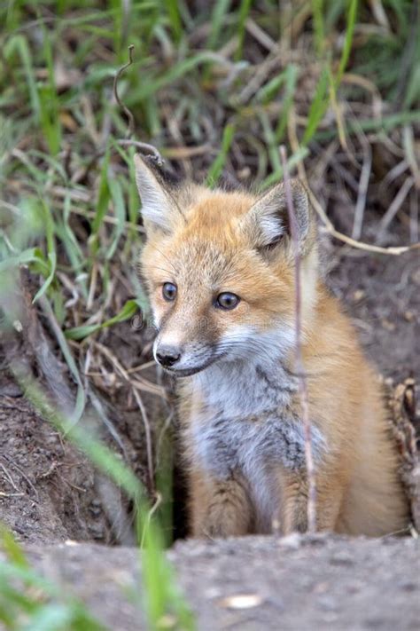 Fox Kits Near Den Stock Photo Image Of Outdoors Young 150146880