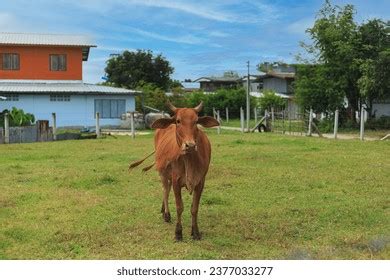 Brown Cow White Spots On Stand Stock Photo 2377033277 | Shutterstock