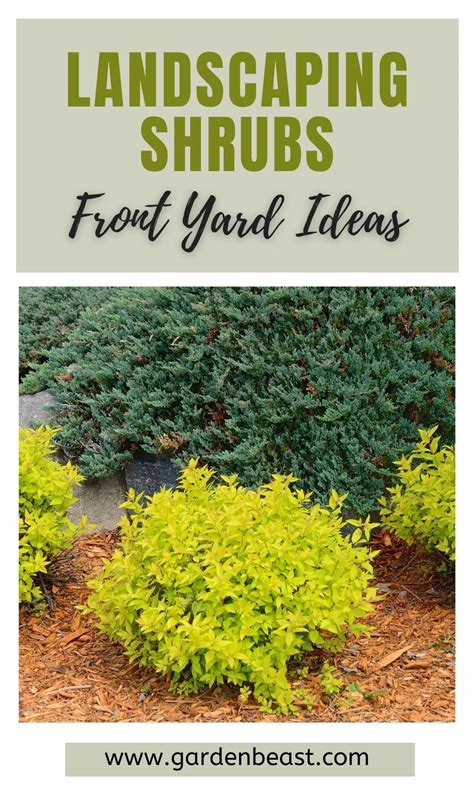 10 Best Landscaping Shrubs for Your Yard: Complete Guide | Landscaping shrubs, Landscape shrubs ...