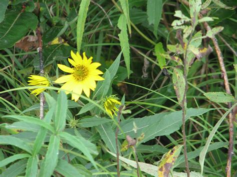 troutbirder: Prairie Flowers