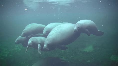 Underwater Manatee Cam At Blue Spring State Park Explore Org