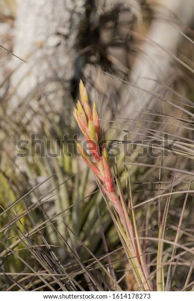 Air Plant Flower Stock Photo 1614178273 | Shutterstock