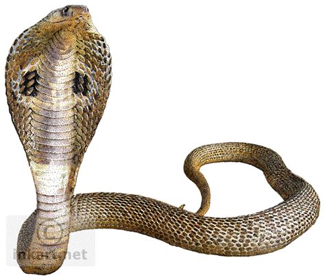 Snake Png Images Transparent Free Download