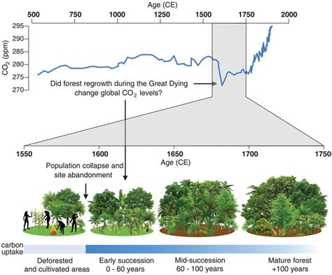 Widespread Reforestation Before European Influence On Amazonia Science