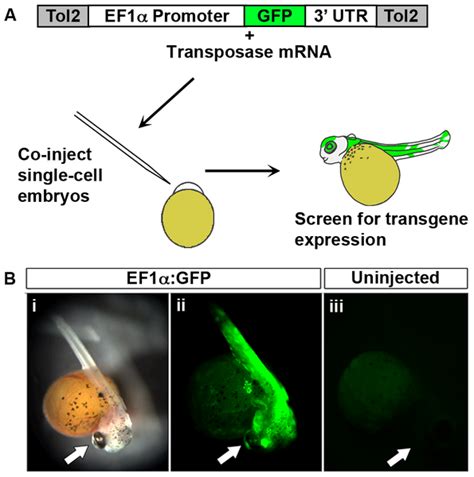 Tol2 Mediated Transgenesis Gene Trapping Enhancer 47 Off