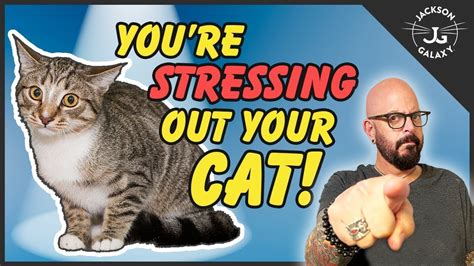 Everyday Cat Stress – HousePetsCare.com