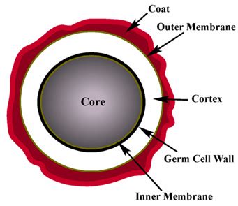 Micro Bacterial Cell Structure Flashcards Quizlet