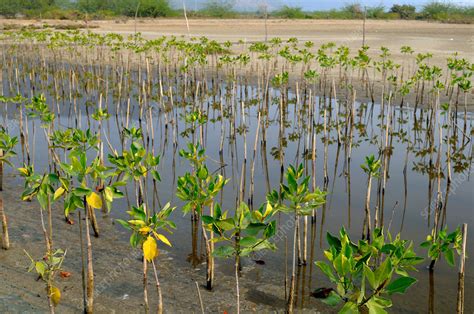 Mangrove Restoration Stock Image F031 7921 Science Photo Library