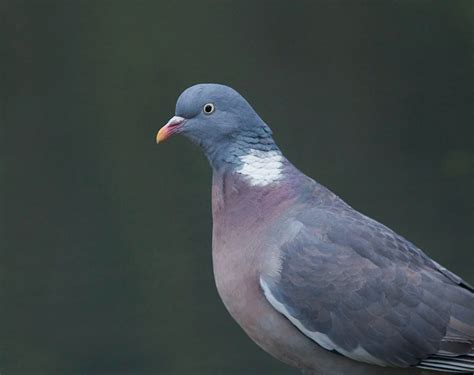 Common Wood Pigeon Birdforum