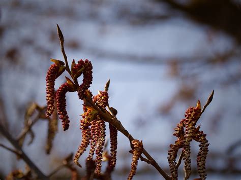 Hazel Tree Catkins Branch - Free photo on Pixabay - Pixabay