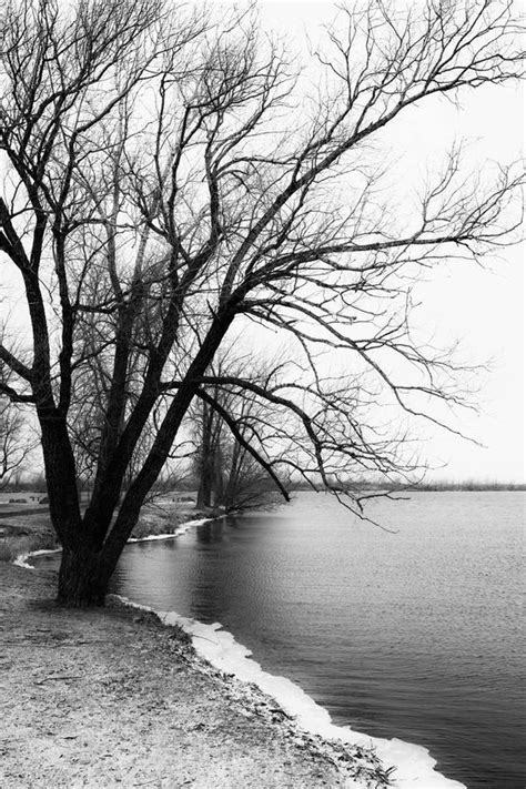 A Black And White Photo Of A Tree Next To The Water With Snow On The Ground