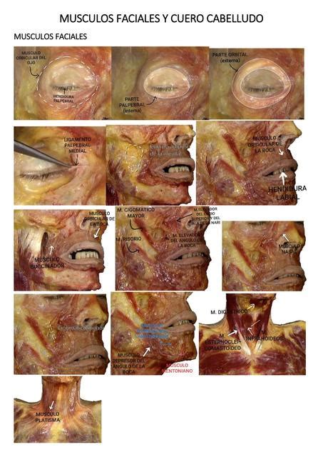 Atlas M Sculos Faciales Y Cuero Cabelludo Ken Rojas Udocz