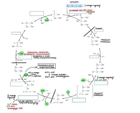 Cykl Krebsa Schemat Luki Diagram Quizlet