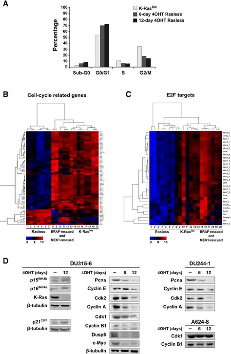 Characterization Of Cell Cycle Related Parameters In Rasless Cells A