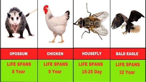 List Of Longest And Shortest Lifespans Of Animals Animal Lifespan