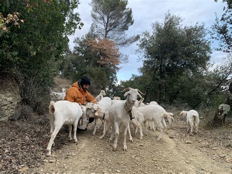 Imma Puigcorbé on Twitter 15 cabres que daqui uns mesos en seran