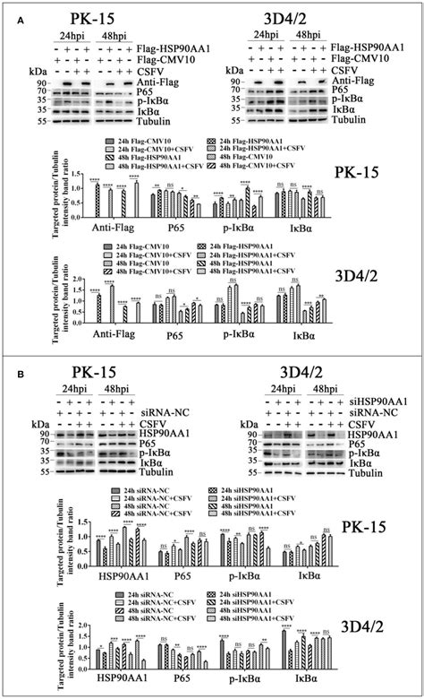 Frontiers HSP90AA1 Interacts With CSFV NS5A Protein And Regulates