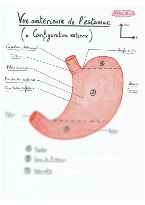 SOLUTION Anatomie Appareil Digestif Studypool