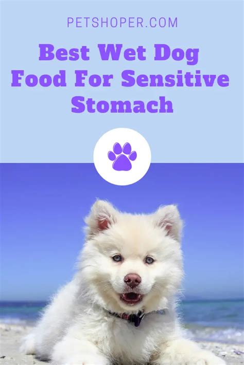 Best Wet Dog Food For Sensitive Stomach [Top 4 Reviews] - PetShoper