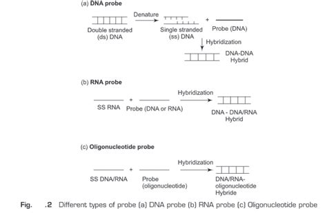 Nucleic Acid Hybridization Biology Ease