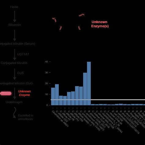 Identification Of Bilirubin Reducing Bacterial Strains A Schematic