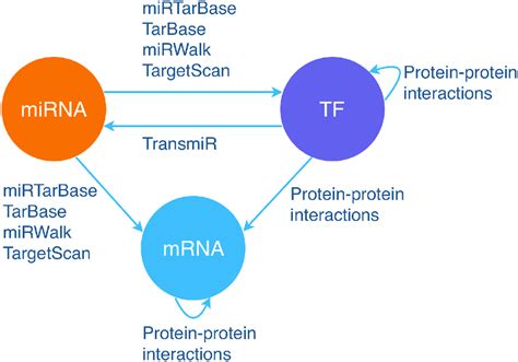 Determining The Directions Of Edges In The Mirna Tf Mrna Regulatory