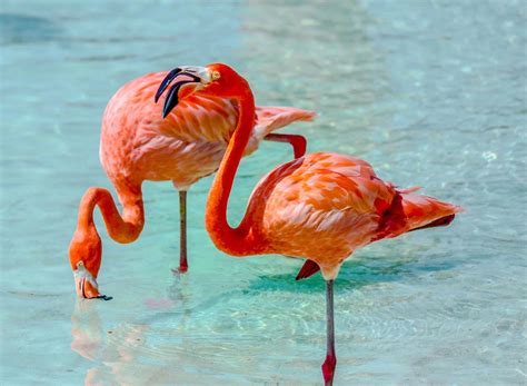 Aruba Island Getaway | Black Travel Group | Luxe Tribes
