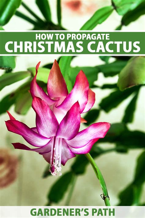 How To Propagate Christmas Cactus From Cuttings Gardeners Path