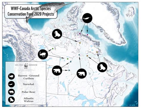 The Arctic Species Conservation Fund | WWF.CA