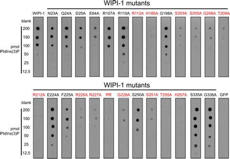 Protein Phospholipid Overlay Assays With Wild Type And Mutant