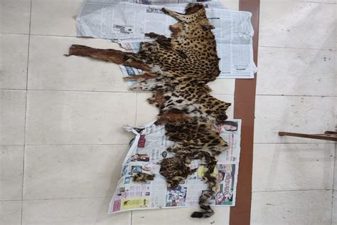 Odisha Stf Busts Wildlife Smuggling Racket Ivory Leopard Skin