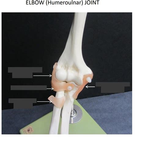 Elbow Humeroulnar Joint Diagram Quizlet