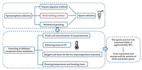 IJMS Free Full Text Optimization Of Sperm Cryopreservation